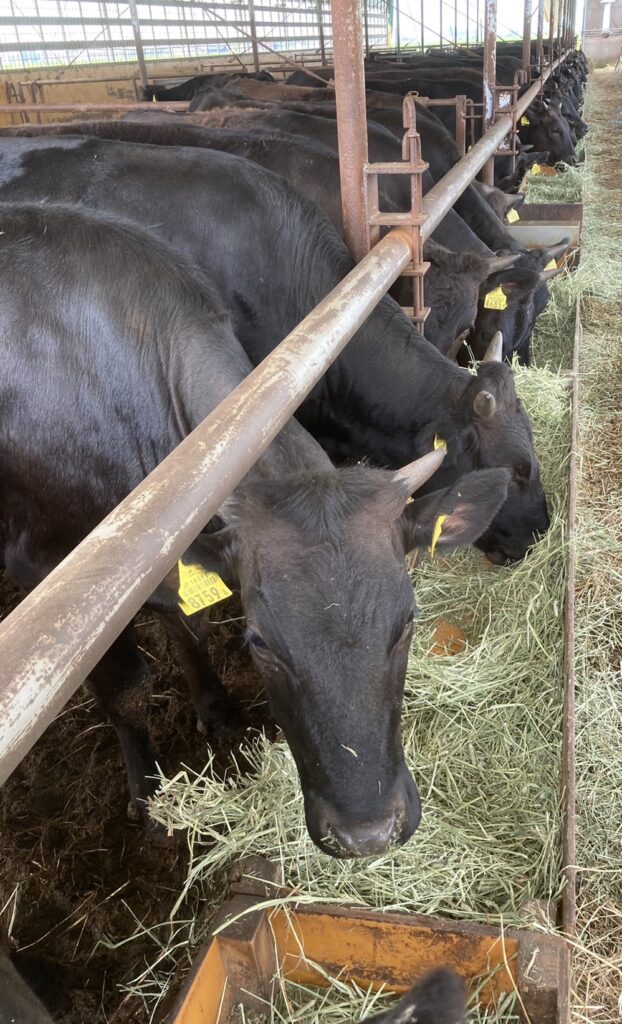 牧草を食べている様子