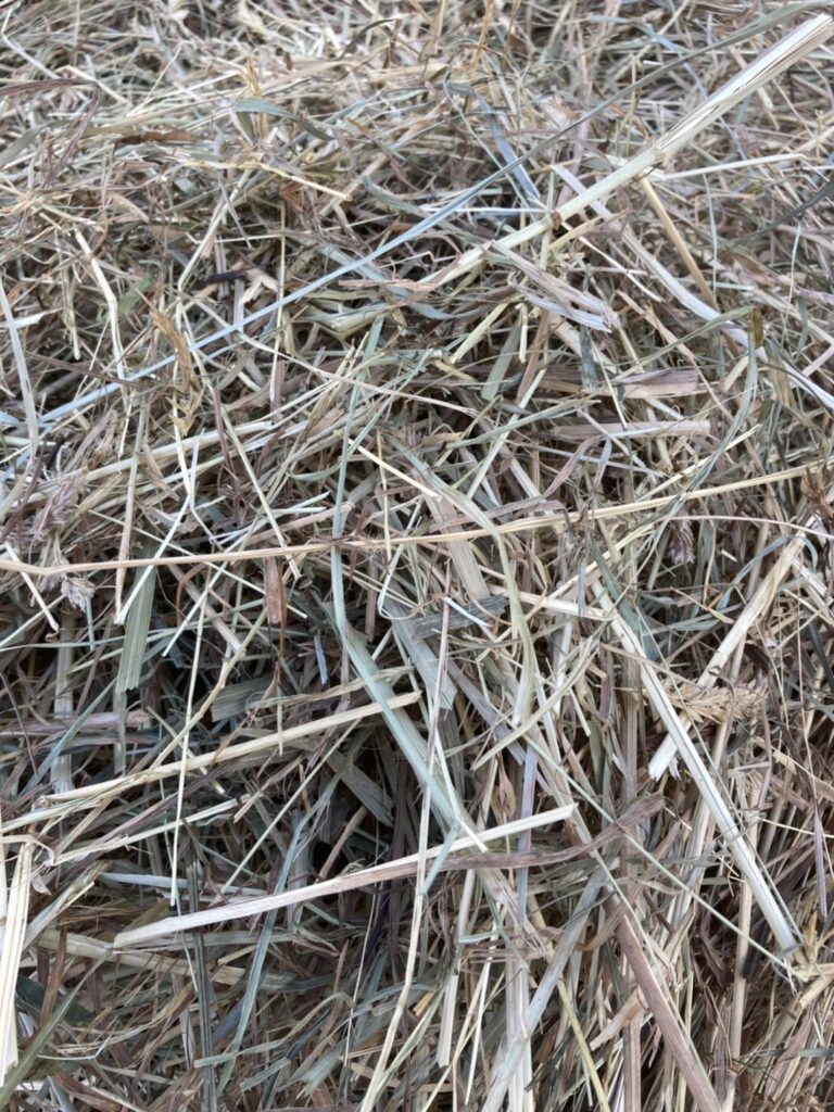 自家産乾牧草