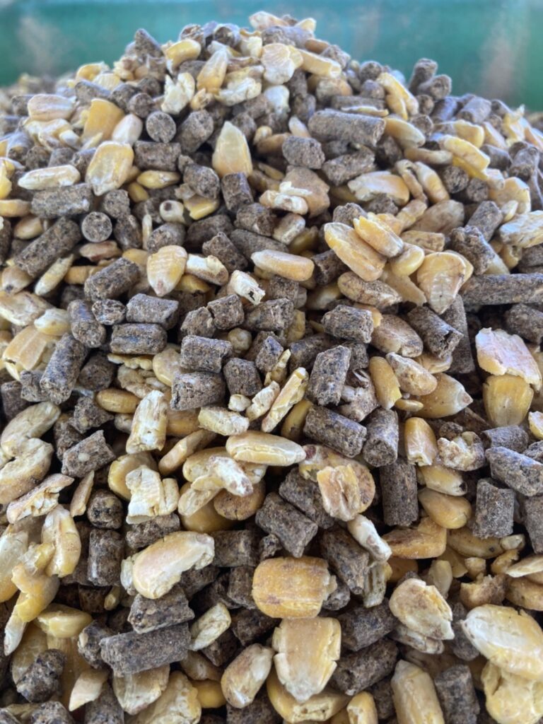 配合飼料（１）